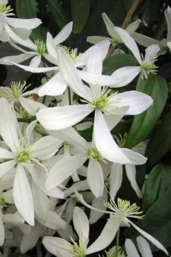 Snowdrift Evergreen Clematis Armandii - 1 Gallon Pot