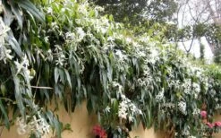 Snowdrift Evergreen Clematis Armandii - 1 Gallon Pot -Wilson Bros Garden Clematis Armandii Snowdrift 51 3