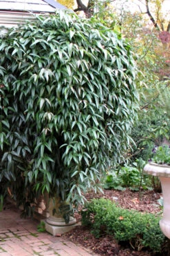 Snowdrift Evergreen Clematis Armandii - 5 Gallon Pot -Wilson Bros Garden Clematis Armandii Snowdrift 52