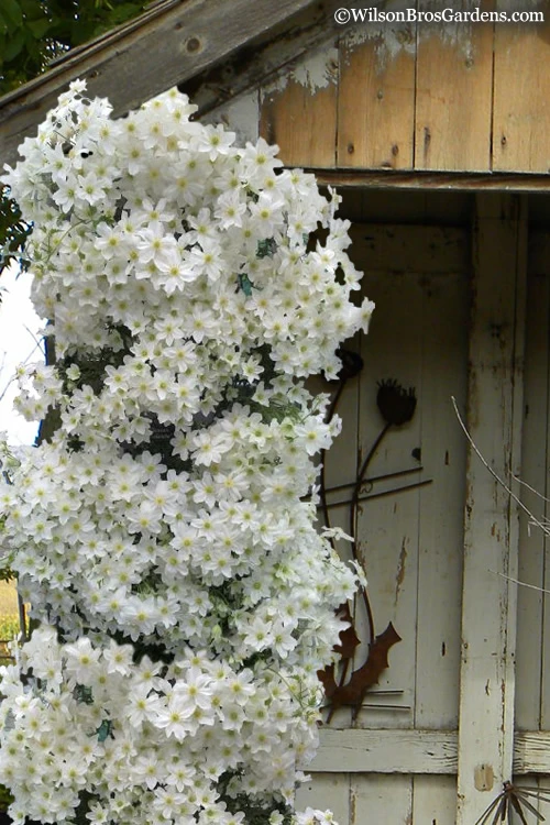Avalanche Evergreen Clematis - 2 Gallon Pot 3 Avalanche Evergreen Clematis - 2 Gallon Pot