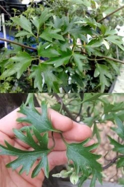 Avalanche Evergreen Clematis - 2 Gallon Pot -Wilson Bros Garden Clematis Avalanche 15 1