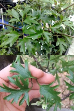 Avalanche Evergreen Clematis - 2 Gallon Pot 16 Avalanche Evergreen Clematis - 2 Gallon Pot -Wilson Bros Garden Clematis Avalanche 15