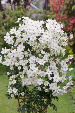 Avalanche Evergreen Clematis - 2 Gallon Pot 19 Avalanche Evergreen Clematis - 2 Gallon Pot -Wilson Bros Garden Clematis Avalanche 5