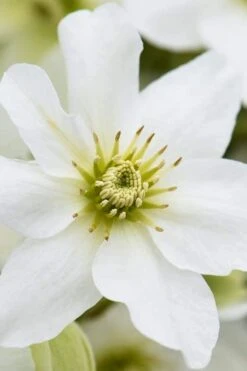 Avalanche Evergreen Clematis - 2 Gallon Pot -Wilson Bros Garden Clematis Avalanche 8 1