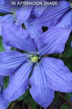 Rhapsody Clematis - 1 Gallon Pot -Wilson Bros Garden Clematis Rhapsody in shade 1