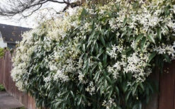 Snowdrift Evergreen Clematis Armandii - 2 Gallon Pot 17 Snowdrift Evergreen Clematis Armandii - 2 Gallon Pot -Wilson Bros Garden Clematis Snowdrift 22 1