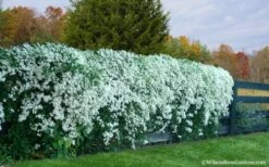 Sweet Autumn Clematis Terniflora - 3 Gallon Pot 16 Sweet Autumn Clematis Terniflora - 3 Gallon Pot -Wilson Bros Garden Clematis Sweet Autumn 6 1