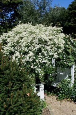 Sweet Autumn Clematis Terniflora - 3 Gallon Pot 19 Sweet Autumn Clematis Terniflora - 3 Gallon Pot -Wilson Bros Garden Clematis Sweet Autumn 7 1