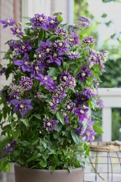 Taiga Clematis - 3 Gallon Pot -Wilson Bros Garden Clematis Taiga 10