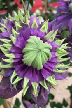 Taiga Clematis - 2 Gallon Pot -Wilson Bros Garden Clematis Taiga 2 2