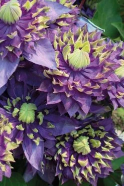 Taiga Clematis - 2 Gallon Pot -Wilson Bros Garden Clematis Taiga 3 2