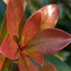 Bronze Beauty Cleyera - 3 Gallon Pot -Wilson Bros Garden Cleyera Bronze Beauty Rev 500x750 1