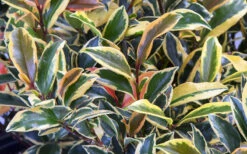 Romeo Variegated Cleyera Japonica - 2 Gallon Pot -Wilson Bros Garden Cleyera Romeo 3