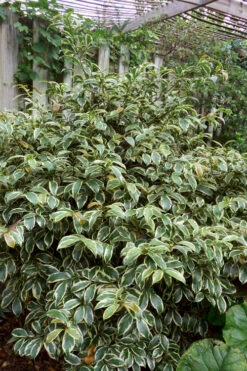 Romeo Variegated Cleyera Japonica - 2 Gallon Pot -Wilson Bros Garden Cleyera Romeo 5