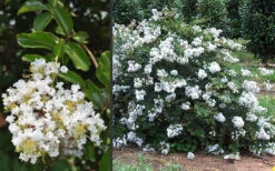 Acoma Weeping White Crape Myrtle - 7 Gallon Pot (3-4') -Wilson Bros Garden Crape Myrtle Acoma 3 2