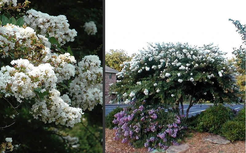 Acoma Weeping White Crape Myrtle - 3 Gallon Pot (3-4+') 7 Acoma Weeping White Crape Myrtle - 3 Gallon Pot (3-4+') - Image 5