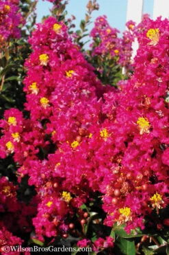 Berry Dazzle Dwarf Crape Myrtle - 1 Gallon Pot -Wilson Bros Garden Crape Myrtle Berry Dazzle 11