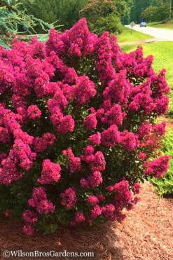 Berry Dazzle Dwarf Crape Myrtle - 1 Gallon Pot -Wilson Bros Garden Crape Myrtle Berry Dazzle 14