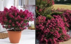Berry Dazzle Dwarf Crape Myrtle - 3 Gallon Pot -Wilson Bros Garden Crape Myrtle Berry Dazzle 2
