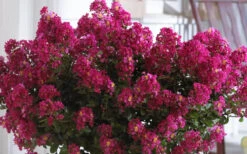 Berry Dazzle Dwarf Crape Myrtle (Single Trunk Topiary) - 7 Gallon Pot 12 Berry Dazzle Dwarf Crape Myrtle (Single Trunk Topiary) - 7 Gallon Pot -Wilson Bros Garden Crape Myrtle Berry Dazzle 3 1