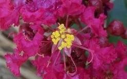 Berry Dazzle Dwarf Crape Myrtle - 3 Gallon Pot -Wilson Bros Garden Crape Myrtle Berry Dazzle 4 2