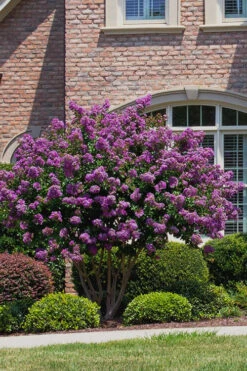 Catawba Purple Crape Myrtle - 1 Gallon Pot 10 Catawba Purple Crape Myrtle - 1 Gallon Pot -Wilson Bros Garden Crape Myrtle Catawba 5