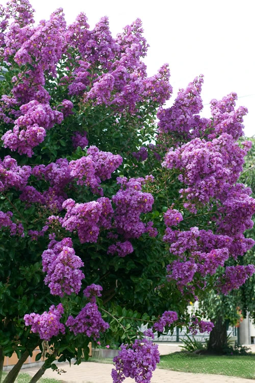 Catawba Purple Crape Myrtle - 1 Gallon Pot 7 Catawba Purple Crape Myrtle - 1 Gallon Pot - Image 5