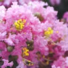 Dazzle Me Pink Dwarf Crape Myrtle - 3 Gallon Pot -Wilson Bros Garden Crape Myrtle Dazzle Me Pink 15