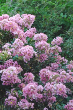 Dazzle Me Pink Dwarf Crape Myrtle - 3 Gallon Pot -Wilson Bros Garden Crape Myrtle Dazzle Me Pink 16