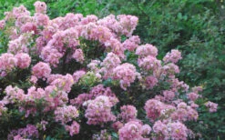 Dazzle Me Pink Dwarf Crape Myrtle - 3 Gallon Pot -Wilson Bros Garden Crape Myrtle Dazzle Me Pink 17