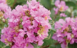 Dazzle Me Pink Dwarf Crape Myrtle - 3 Gallon Pot -Wilson Bros Garden Crape Myrtle Dazzle Me Pink Closeup