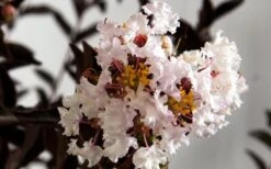 Delta Moonlight Crape Myrtle - 2 Gallon Pot -Wilson Bros Garden Crape Myrtle Delta Moonlight