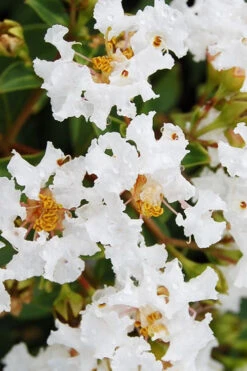 Diamond Dazzle Dwarf Crape Myrtle - 1 Gallon Pot -Wilson Bros Garden Crape Myrtle Diamond Dazzle BS