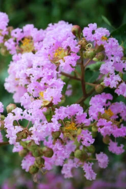 Muskogee Lavender Crape Myrtle - 7 Gallon Pot (5-6')