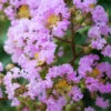 Muskogee Lavender Crape Myrtle - 5 Gallon Pot