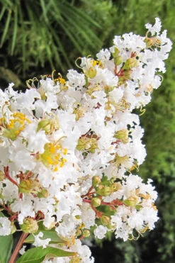 Natchez White Crape Myrtle Tree (Single Trunk Tree Form) - 5 Gallon Pot -Wilson Bros Garden Crape Myrtle Natchez 11 3