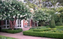 Natchez White Crape Myrtle (Multi Trunk) - 5 Gallon Pot (4-5') 15 Natchez White Crape Myrtle (Multi Trunk) - 5 Gallon Pot (4-5') -Wilson Bros Garden Crape Myrtle Natchez 13