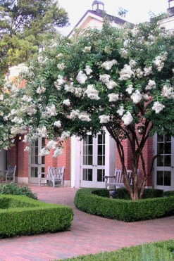 Natchez White Crape Myrtle (Multi Trunk) - 7 Gallon Pot (3-4') -Wilson Bros Garden Crape Myrtle Natchez 14 3