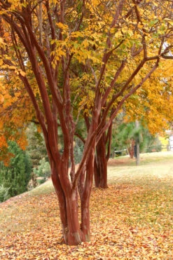 Natchez White Crape Myrtle (Multi Trunk) - 7 Gallon Pot (3-4') -Wilson Bros Garden Crape Myrtle Natchez 17 4