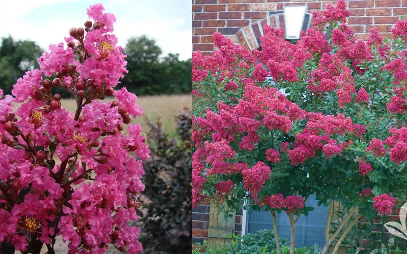Plum Magic Crape Myrtle - 3 Gallon Pot 6 Plum Magic Crape Myrtle - 3 Gallon Pot - Image 4
