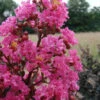 Plum Magic Crape Myrtle - 3 Gallon Pot -Wilson Bros Garden Crape Myrtle Plum Magic 500x750 1