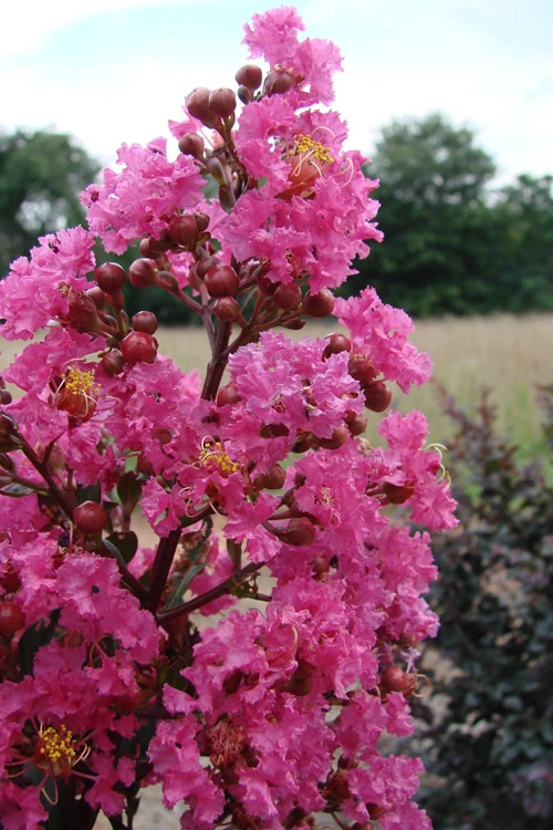 Plum Magic Crape Myrtle - 3 Gallon Pot 3 Plum Magic Crape Myrtle - 3 Gallon Pot