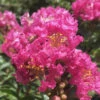 Pocomoke Dwarf Crape Myrtle - 1 Gallon Pot -Wilson Bros Garden Crape Myrtle Pocomoke 26 1