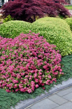 Pocomoke Dwarf Crape Myrtle - 6 Pack Of 1 Gallon Pots -Wilson Bros Garden Crape Myrtle Pocomoke 27