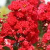 Ruffled Red Magic Crape Myrtle (Multi Trunk) - 7 Gallon Pot -Wilson Bros Garden Crape Myrtle Ruffled Red Magic 500x750 1
