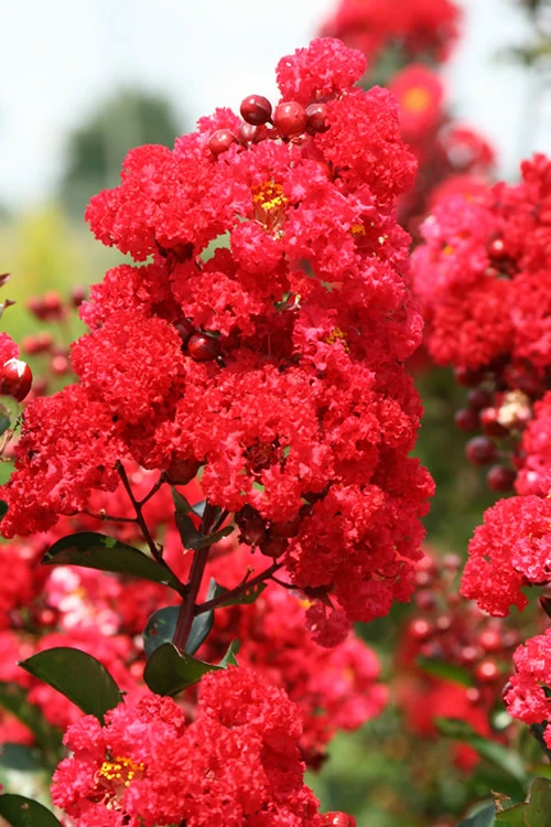Ruffled Red Magic Crape Myrtle (Multi Trunk) - 7 Gallon Pot 3 Ruffled Red Magic Crape Myrtle (Multi Trunk) - 7 Gallon Pot