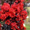 Sunset Magic Crape Myrtle - 3 Gallon Pot