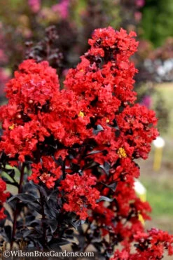 Sunset Magic Crape Myrtle - 3 Gallon Pot