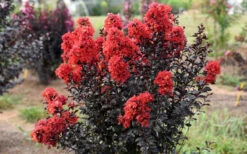 Sunset Magic Crape Myrtle - 3 Gallon Pot -Wilson Bros Garden Crape Myrtle Sunset Magic 2