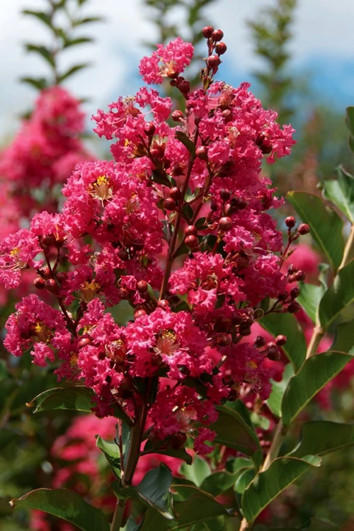 Tonto Red Crape Myrtle - 3 Gallon Pot (3-4') 6 Tonto Red Crape Myrtle - 3 Gallon Pot (3-4') - Image 4